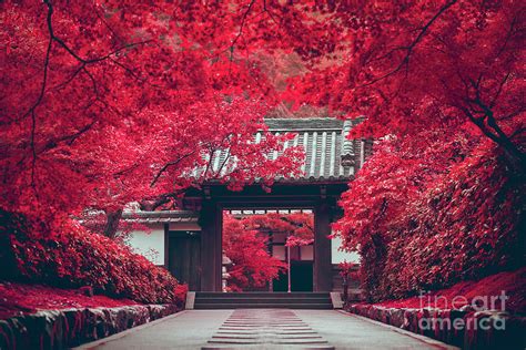 Japanese red forest traditional gates 05096 Photograph by Organic Synthesis