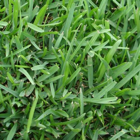 The Different Types of St. Augustine Grass: A Lawn Care Guide - Home ...