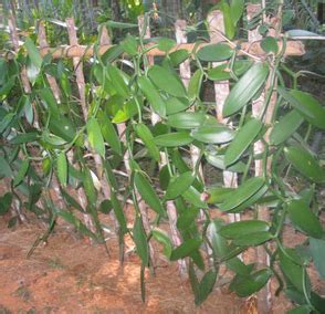 Harvesting Vanilla Bean - The Mistress of Spices, SINGAPORE, Malaysia, Thailand, Indonesia ...