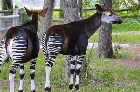 Okapi Facts (Okapia johnstoni)