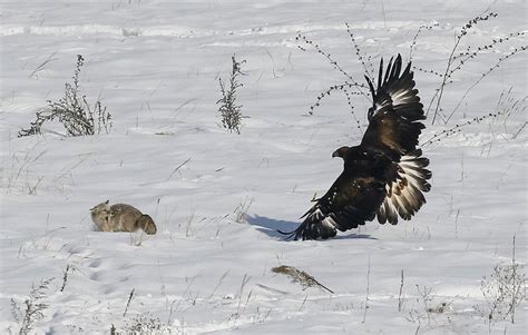 Trained golden eagles soar during annual hunting competition in ...