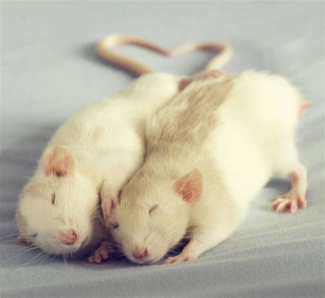 202 Adorable Rat Pics Proving That They Can Be The Cutest Pets Ever ...