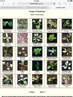 47 Garden--wildflower seedlings ideas | seedlings, wild flowers, garden