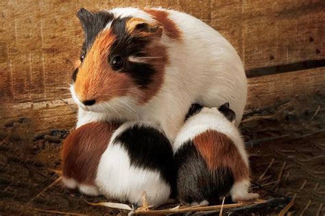 Guinea Pig Pregnancy Week-by-Week Guide for Development & Care | LoveToKnow Pets