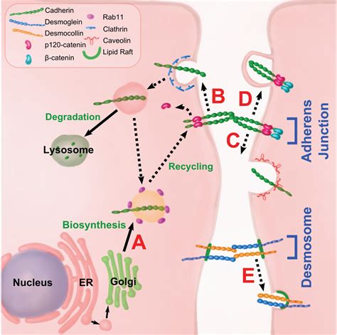 Cadherin tales: Regulation of cadherin function by endocytic membrane trafficking - Cadwell ...