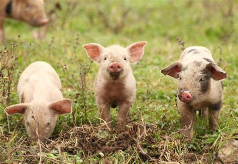 10 facts about pigs - FOUR PAWS in US - Global Animal Protection ...