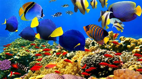 4K- The most beautiful coral reefs and undersea creature on earth - YouTube
