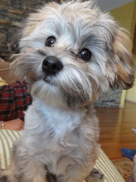 Morkies: cute small dogs that don't shed | ABOUT MORKIES