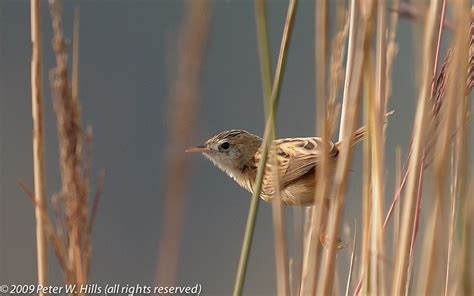 Cisticola Zitting (Cisticola juncidis) male non-breeding - India - World Bird Photos