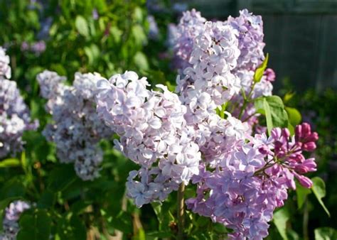 Lilac Blue Skies - Tree Top Nursery & Landscape Inc.