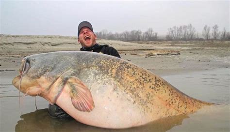 Monster catfish landed after fisherman cuts line in madcap battle; is it a record? | For The Win