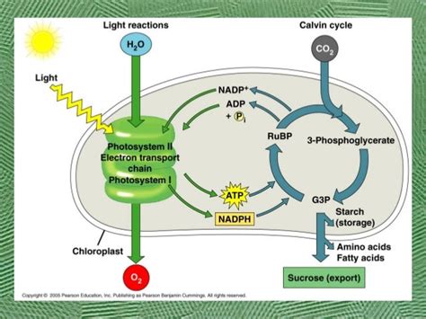 AP Bio Ch. 10 Calvin cycle