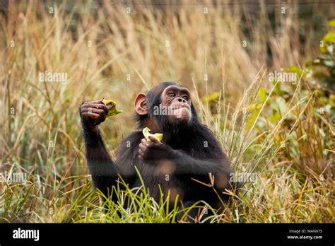 Baby chimpanzee cute hi-res stock photography and images - Alamy