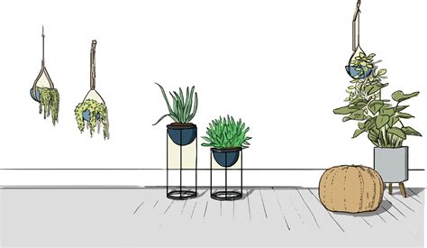 De Cactos à Samambaias: 8 Plantas para Interiores