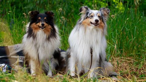 Australian Shepherd Shedding Complete Guide (Tips and Tricks From Owners) | Paws and Learn