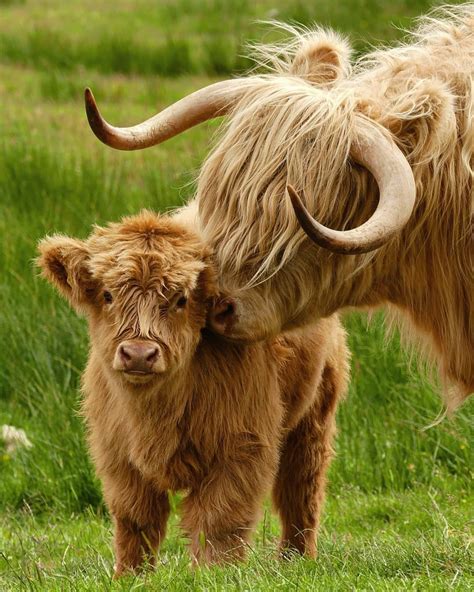 Pin by Sandy Jones on Animal Attraction | Cute baby cow, Scottish ...