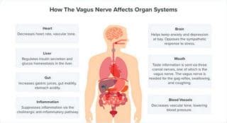 How to Stimulate the Vagus Nerve for Mind-Body Health | Be Brain Fit