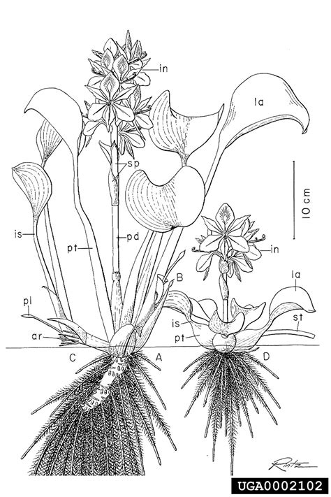 common water hyacinth (Eichhornia crassipes)