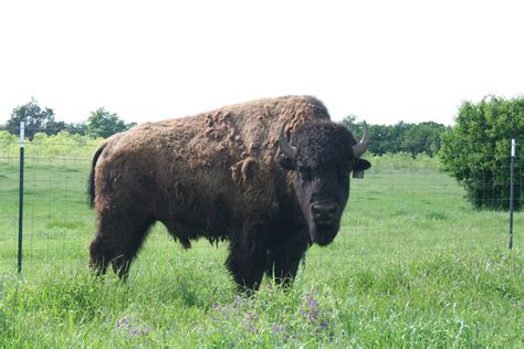 Bison Fencing - Frasier Bison L.L.C.