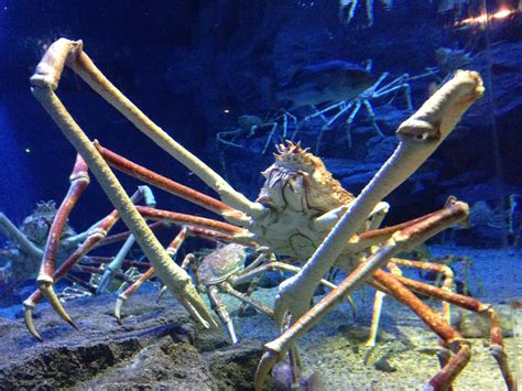 Creature Feature: Japanese Spider Crab