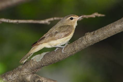 Dendroica USA - Warbling Vireo - Vireo gilvus