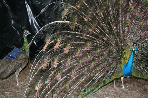 Expert says peacocks' legs, lower feathers and dance attract most ...