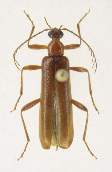 Dendroides concolor - BugGuide.Net