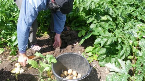 How do you choose your potato varieties? - South East Essex Organic ...