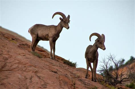 Wildlife in Zion - Zion Canyon