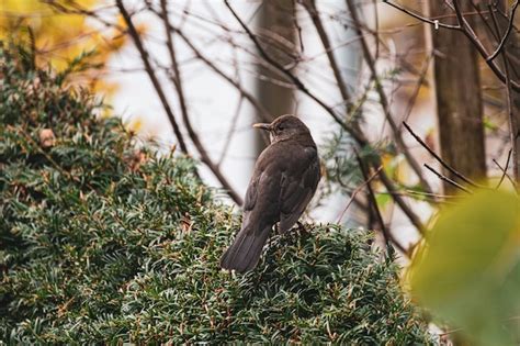 Premium Photo | A female common blackbird