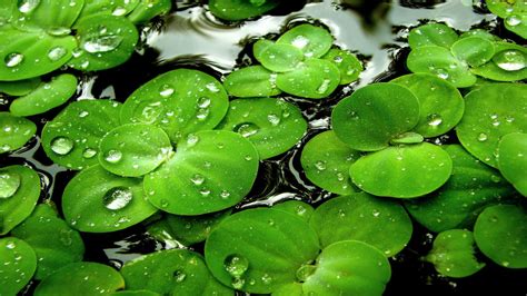 Water Drops On Leaves HD Desktop Wallpapers For Android | Top Level ...