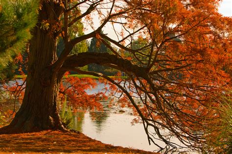 Autumn Colors Free Stock Photo - Public Domain Pictures