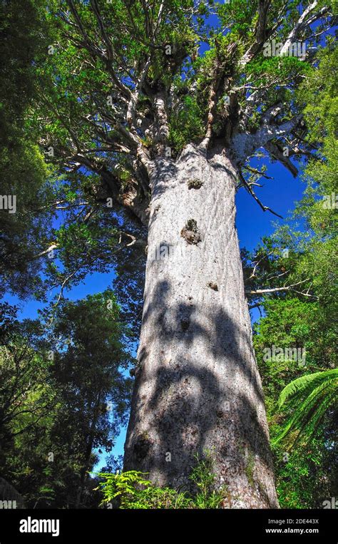 Tane Mahuta Giant Kauri Tree, Waipoua Forest, Northland Region, North Island, New Zealand Stock ...