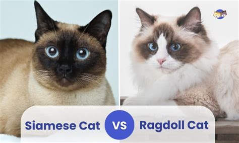 Siamese vs Ragdoll Cat: Similarities and Differences