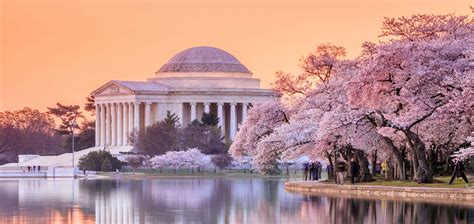 WASHINGTON DC | CHERRY BLOSSOMS - Photography Tours and Cultural Adventures