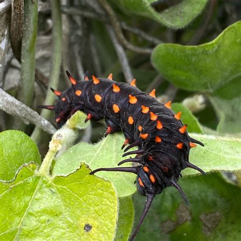 Pipevine Swallowtail Caterpillar - Lloyd's Blog