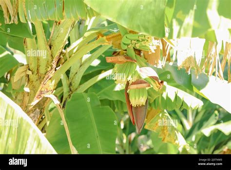 Australian banana plantation hi-res stock photography and images - Alamy