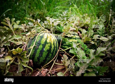 Watermelon Field Stock Photos & Watermelon Field Stock Images - Alamy