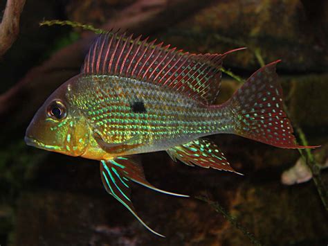 Geophagus Surinamensis Cichlid SMALL - Bluegrassaquatics.com