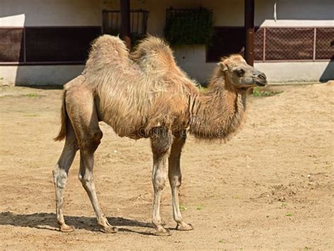 Domestic Bactrian Camel Camelus Bactrianus. Calf Stock Image - Image of pack, calf: 192200215