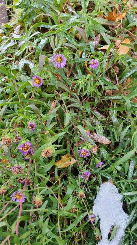 Help with aromatic aster seeds : r/NativePlantGardening