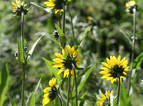 Colorado Wildflowers