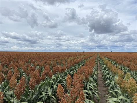 Bumper sorghum harvest kicks off on Downs - Grain Central