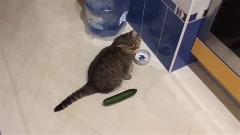 Funny cats scared of cucumbers - cat vs cucumber compilation | RallyPoint