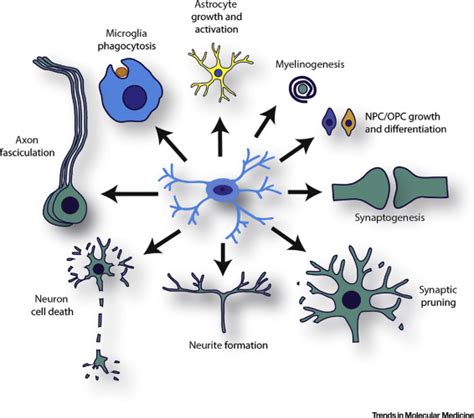 Microglia as Dynamic Cellular Mediators of Brain Function: Trends in Molecular Medicine