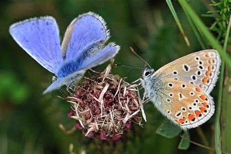 Common Blue | Dorset Butterflies