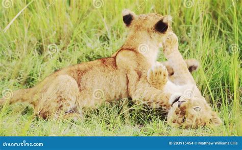 Cute Lion Cubs Playing in Africa, Funny Young Baby Animal Lions in ...