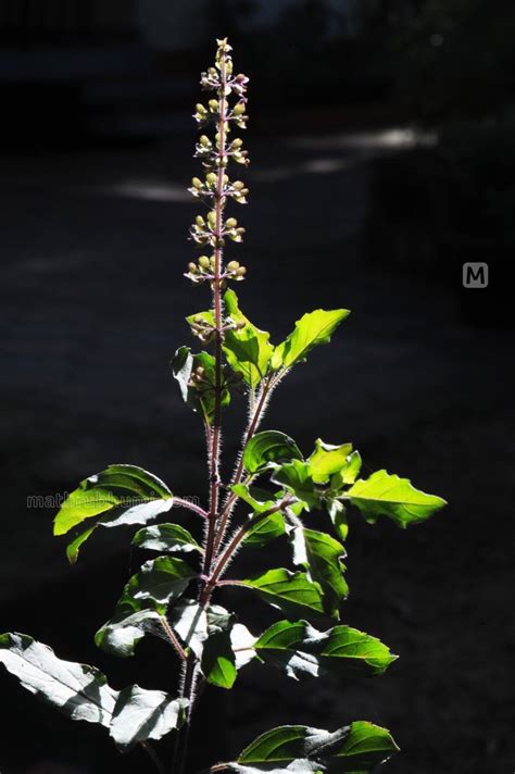 Forgotten colours of Onam: The story of traditional flowers, Forgotten colours of Onam ...