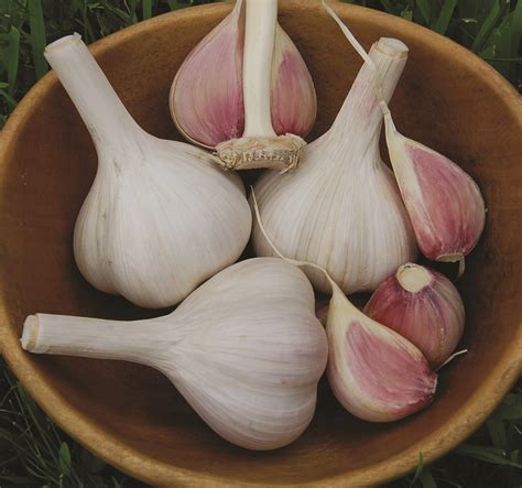 It's Time to Harvest Garlic! — Seed Savers Exchange