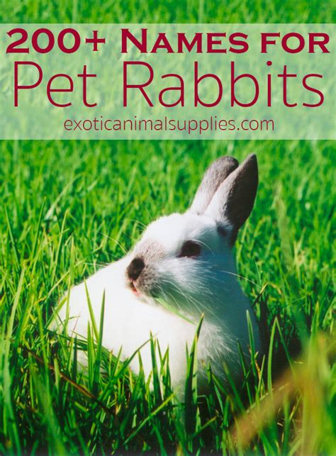 200+ Bunny Names & Ideas for Pet Rabbit Names - Exotic Animal Supplies